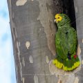 Gelbkopfamazone (Amazona oratrix)
