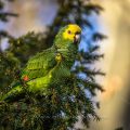 Gelbkopfamazone (Amazona oratrix)
