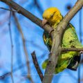 Gelbkopfamazone (Amazona oratrix)