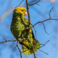Gelbkopfamazone (Amazona oratrix)