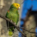 Gelbkopfamazone (Amazona oratrix)