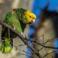 Gelbkopfamazone (Amazona oratrix)