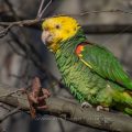 Gelbkopfamazone (Amazona oratrix)