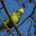 Gelbkopfamazone (Amazona oratrix)