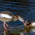 Nilgans (Alopochen aegyptiacus)