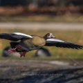 Nilgans (Alopochen aegyptiacus)