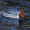 Gänsesäger (Mergus merganser) Weibchen