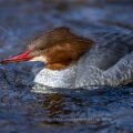 Gänsesäger (Mergus merganser) Weibchen