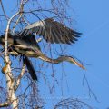 Graureiher (Ardea cinerea) holt Nistmaterial
