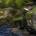 Wasseramsel (Cinclus cinclus)