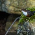 Wasseramsel (Cinclus cinclus)