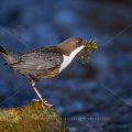 Wasseramsel (Cinclus cinclus)