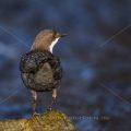 Wasseramsel (Cinclus cinclus)