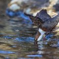 Wasseramsel (Cinclus cinclus)