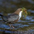 Wasseramsel (Cinclus cinclus)