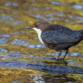 Wasseramsel (Cinclus cinclus)