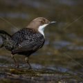 Wasseramsel (Cinclus cinclus)