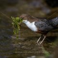 Wasseramsel (Cinclus cinclus)