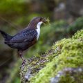 Wasseramsel (Cinclus cinclus)
