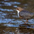 Wasseramsel (Cinclus cinclus)