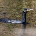 Kormoran (Phalacrocorax carbo)