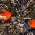 Scharlachroter Kelchbecherling (Sarcoscypha coccinea)