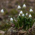 Märzenbecher (Leucojum vernum)