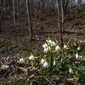 Märzenbecher (Leucojum vernum)