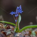 Zweiblättriger Blaustern (Scilla bifolia)