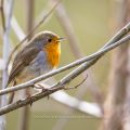 Rotkehlchen (Erithacus rubecula)