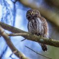Sperlingskauz (Glaucidium passerinum)