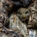 Sperlingskauz (Glaucidium passerinum) schaut aus seiner Höhle