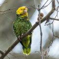 Gelbkopfamazone (Amazona oratrix)
