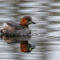 Zwergtaucher (Tachybaptus ruficollis)
