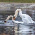 Höckerschwäne (Cygnus olor) beim Hochzeitstanz