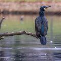 Kormoran (Phalacrocorax carbo)