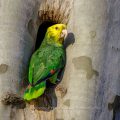 Gelbkopfamazone (Amazona oratrix)
