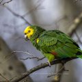 Gelbkopfamazone (Amazona oratrix)