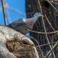 Hohltaube (Columba oenas)