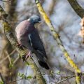 Ringeltaube (Columba palumbus)