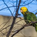 Gelbkopfamazone (Amazona oratrix)