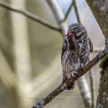 Sperlingskauz (Glaucidium passerinum) mit Beute
