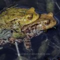 Erdkröte (Bufo bufo) Paarungsverhalten