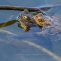 Erdkröte (Bufo bufo) Paarungsverhalten