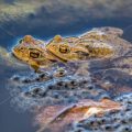 Erdkröte (Bufo bufo) Paarungsverhalten
