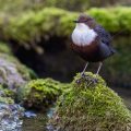 Wasseramsel (Cinclus cinclus)