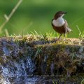 Wasseramsel (Cinclus cinclus)