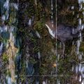 Wasseramsel (Cinclus cinclus)