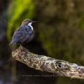 Wasseramsel (Cinclus cinclus)