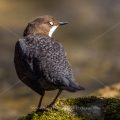 Wasseramsel (Cinclus cinclus)